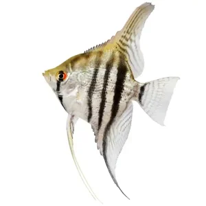 Neuheit Zebraskalar (Pterophyllum scalare) Größe M